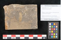 Foto (Objekt + Etikett) von Jordania moravica Helmh. (NHMW-GEO-2024-0188-11139)